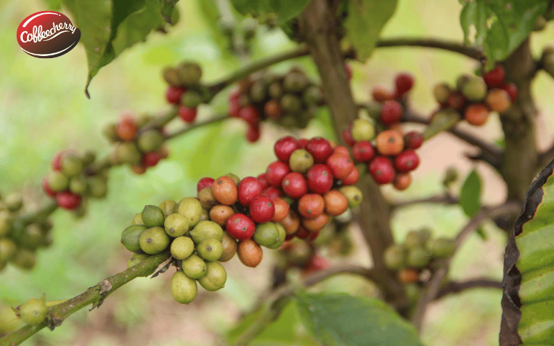 vi-sao-robusta-viet-nam-thuong-bi-hieu-sai-ve-chat-luong (2